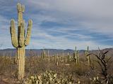 24 Saguaro NP 04